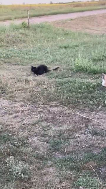 Урожай 😂 #топ #реки #приколы #2023 #котята #котейка #кошкирулят #кошкивидео #кошки #котенок смотреть онлайн