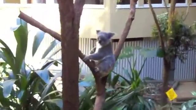 KoaLa beertjes смотреть онлайн