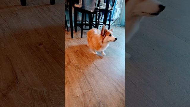 My #pet #corgi very smart смотреть онлайн