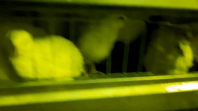 Перепела Техасцев, возраст 3 недели. смотреть онлайн