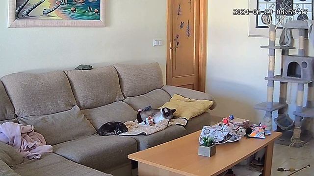 CATS night vision CAMERA REC 🙀 | Nigth 2 смотреть онлайн