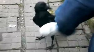 Говорящий дикий ворон Гоша