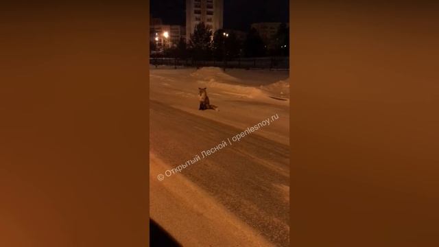 Лиса возле школы в Лесном смотреть онлайн