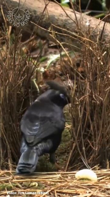 CARAMANCHEIRO (Ptilonorhynchus violaceus) satin bowerbird #shorts смотреть онлайн