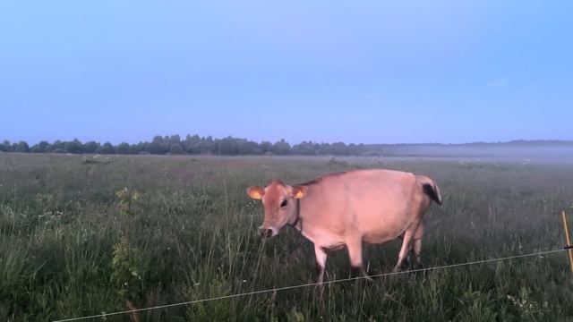 Сенокос 2024! Полевые работы! Заготавливаем сено! смотреть онлайн