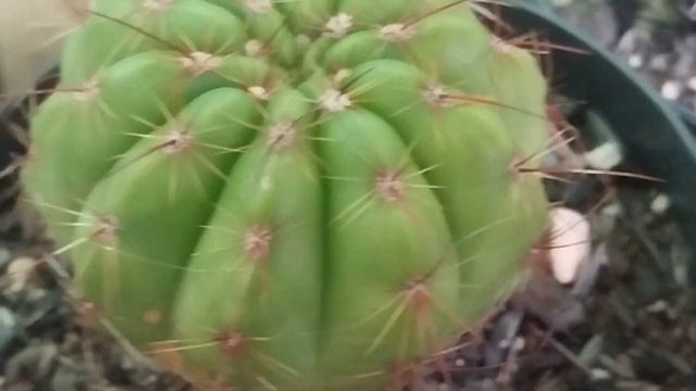 CACTO ASTROPHYTUM ASTERIAS SUPER KABUTO смотреть онлайн