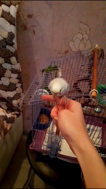 Миссия выполнена! Приручили! смотреть онлайн