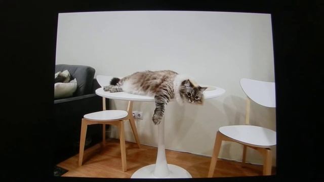 А много ль корова даёт молока? - Да мы молока с прикольными кадрами не видали пока. смотреть онлайн