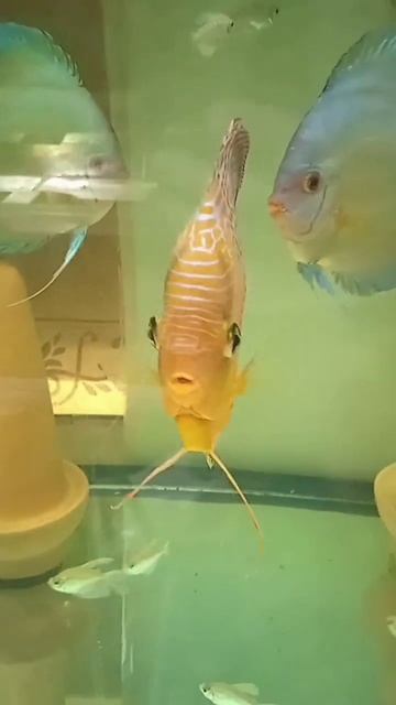 #дискусы Голубой Алмаз в новой банке #аквариум #discus #аквариумныерыбки #aquarium #разводня смотреть онлайн