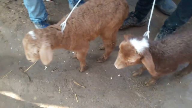 молбозори нохияи восе