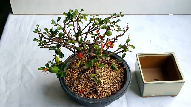 BONSAI- CHAENOMELES "SPECIOSA" смотреть онлайн
