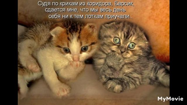подборка смешных кошек смотреть онлайн