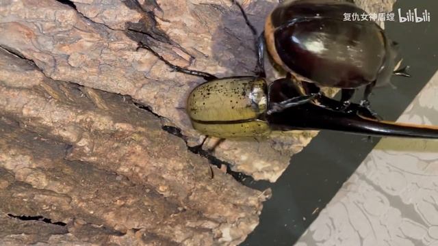 Dynastes hercules killed Megasoma actaeon смотреть онлайн