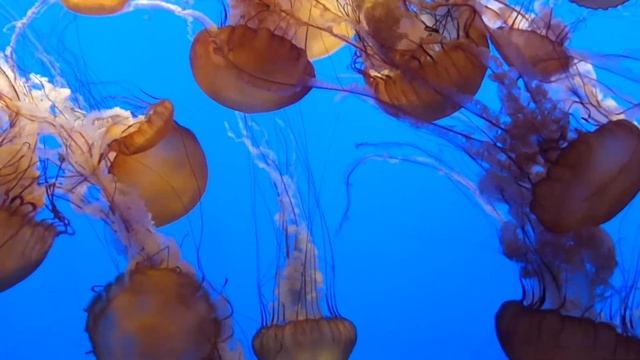 Jellyfish Experience at the Monterey Bay Aquarium смотреть онлайн
