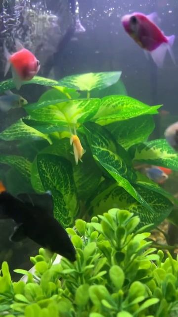 Beautiful #fish ternetia glofish смотреть онлайн