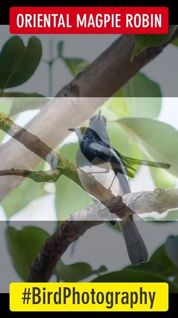 Oriental Magpie Robin | Birds From My Window (Clicked with Nikon D5300) #shorts | Sonika Agarwal смотреть онлайн