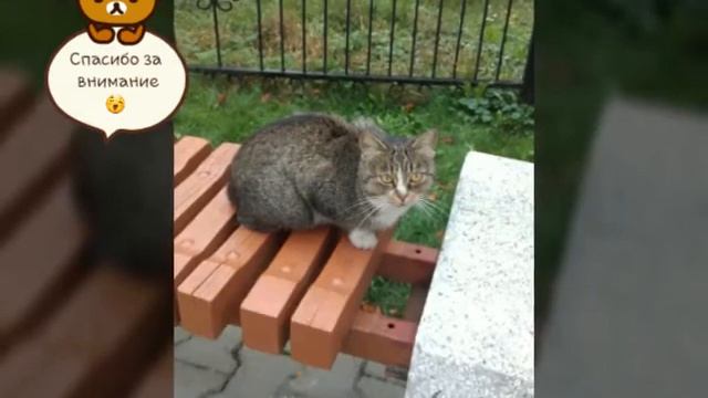 Здравствуйте, в эфире новости канала... смотреть онлайн