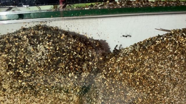 Sebby’s ant battle смотреть онлайн