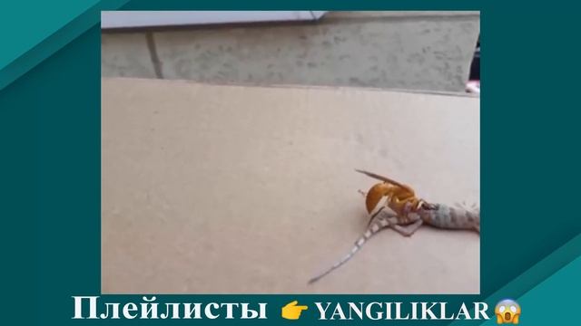 DAXSHAT!!! O'zingizni asrang azizlar. Береги себя, дорогие. XITOY ARISI. смотреть онлайн