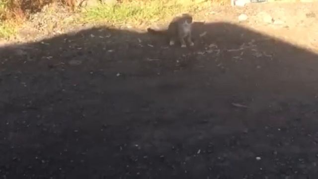 Игра кошки с мышкой смотреть онлайн