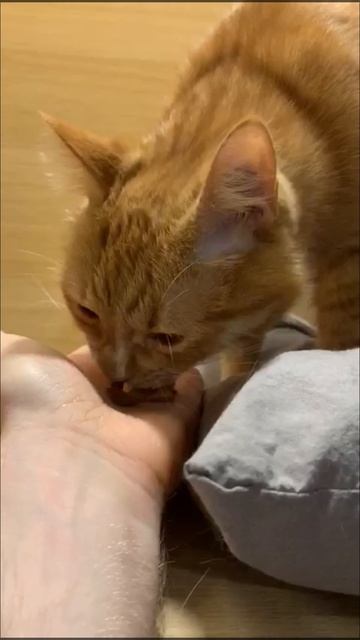 #Кот. Приключения кота Лютика. смотреть онлайн