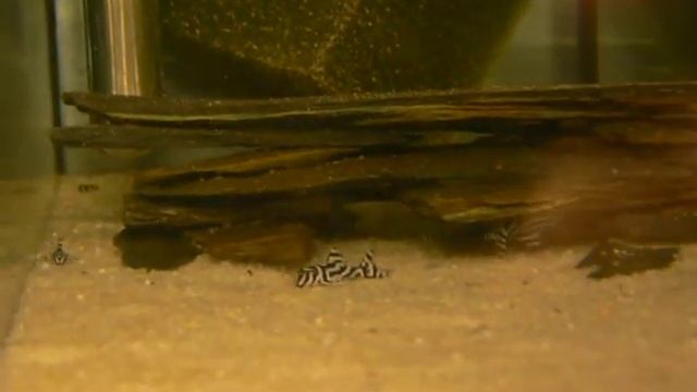 L 046 Hypancistrus zebra смотреть онлайн