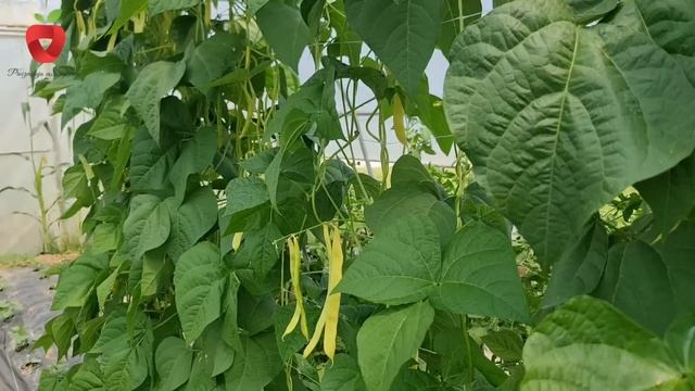Ne propustite uraditi ove poslove u vrtu ili u plasteniku - sada je pravo vrijeme! смотреть онлайн