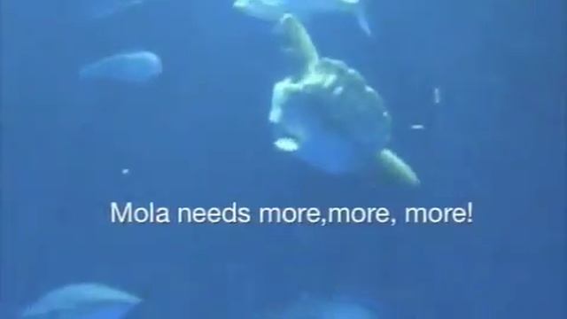 Mola Mola смотреть онлайн