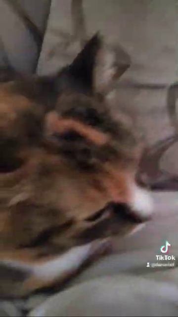 Кошка. #Shorts #Котики #Котик #Кошечка #Кот #Кошка #Кошки #Cats #Cat #Animals #Литва #Вильнюс #Мяу. смотреть онлайн