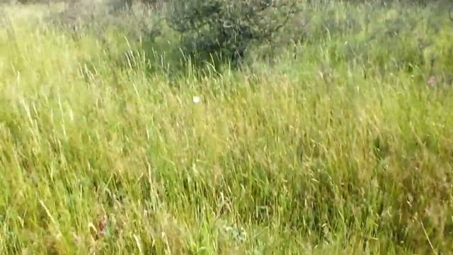 Aporia crataegi смотреть онлайн