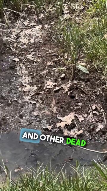 Fiddler Crabs 🦀🦀🦀 - Creatures in My Neighborhood #chesapeakebay #fiddlercrab #crab смотреть онлайн