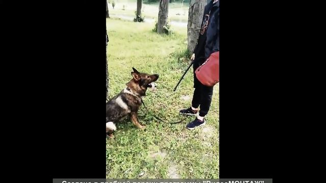 Защитная служба с Арчи, смотреть онлайн
