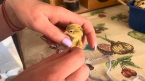 Лечим шпагатики у перепелов