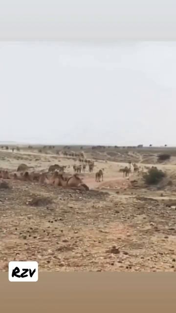 أَفَلَا يَنْظُرُونَ إِلَى الْإِبِلِ كَيْفَ خُلِقَتْ смотреть онлайн