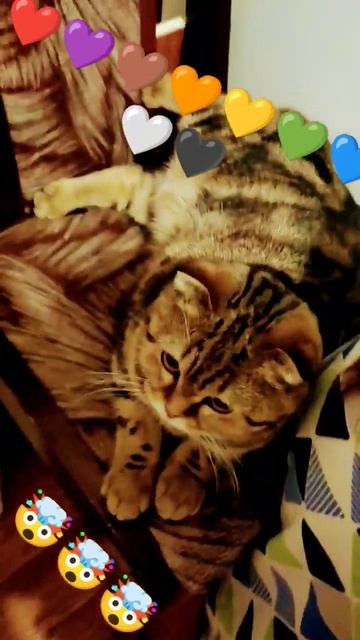 #топ #животные #лайк #друг #кошки #подпишись #котенок #киса #пушистики #друзья #красота #скотишфолд смотреть онлайн