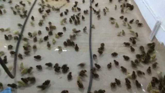 Bedana Бедана 10 000  Ta Jo'jalar