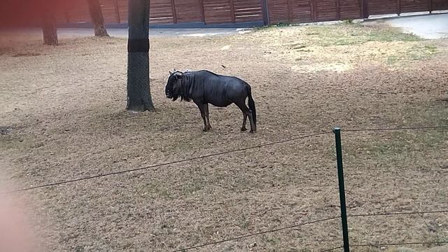 Крики антилопы гну. смотреть онлайн