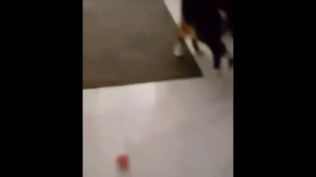 UNUSUALCOMPILATION 242