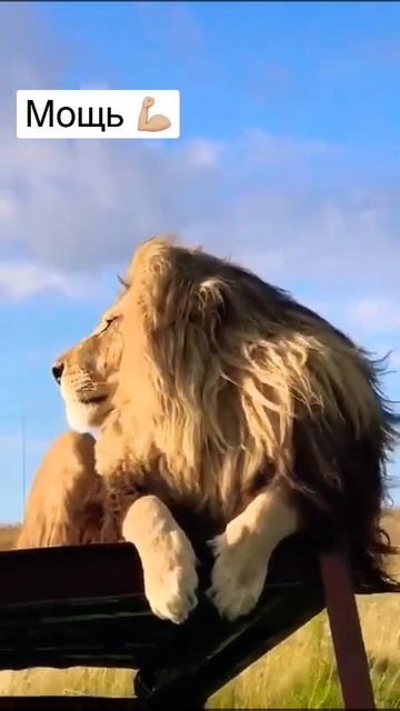 🦁 👑 царь всех зверей #лев #царьзверей #мощь смотреть онлайн