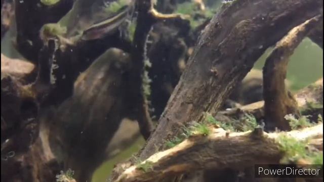 My aquarium malaysian fish wild catch смотреть онлайн