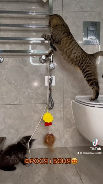 Мій прайд #cats #funny смотреть онлайн