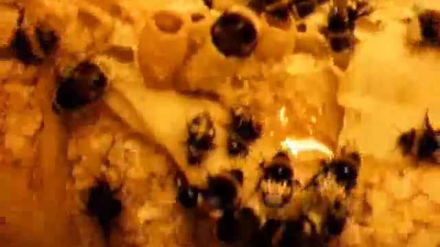 Bombus terrestris trap nest смотреть онлайн