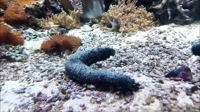 20. Москвариум. ВДНХ. Рыбки клоун и дори. смотреть онлайн