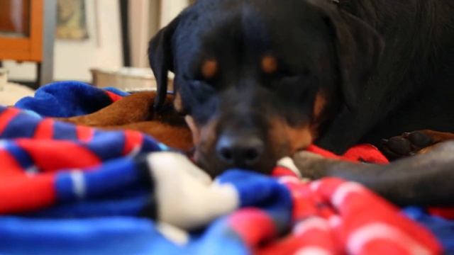 Day one with my Rottweiler foster I named Freya, poor little girl is broken and scared soul смотреть онлайн