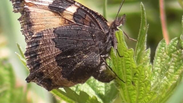 Eiablage Aglais urticae смотреть онлайн