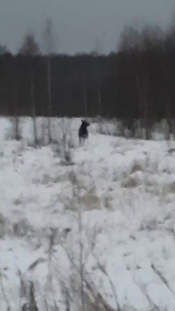 ШОК!! лось В ПОЛЕ смотреть онлайн