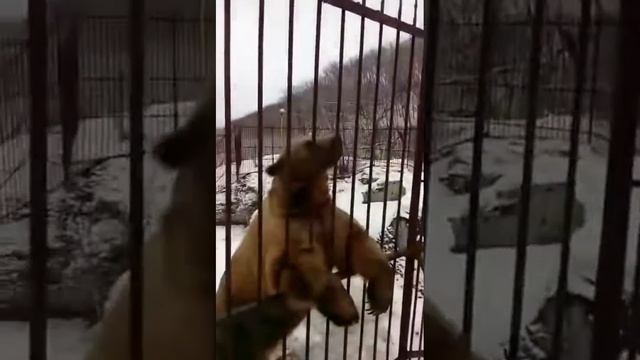 Вот это Цирковой медведь! Очень умный! Смотреть всем! смотреть онлайн
