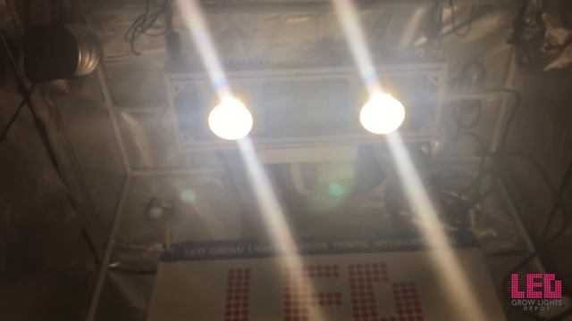 Timber Grow Lights Model 2VL Vero29 V7 COB Review смотреть онлайн