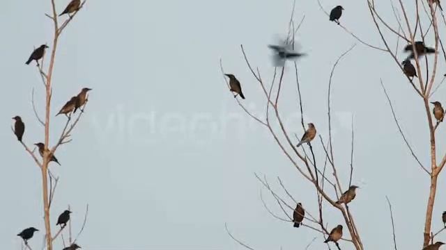 Stock Footage - Asian Glossy Starling (Aplonis Panayensis) 3 | VideoHive смотреть онлайн