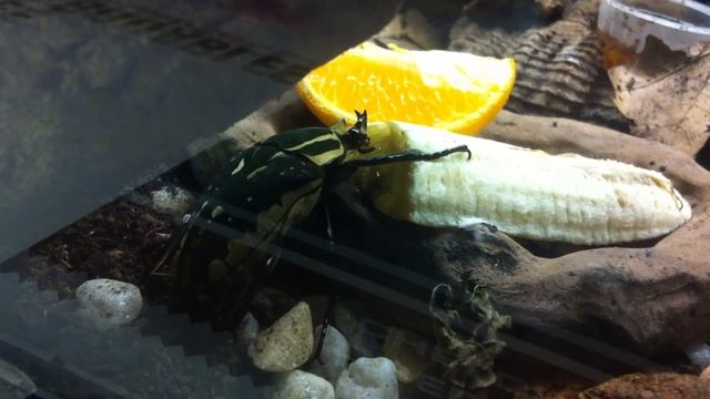 Bug eating a banana смотреть онлайн